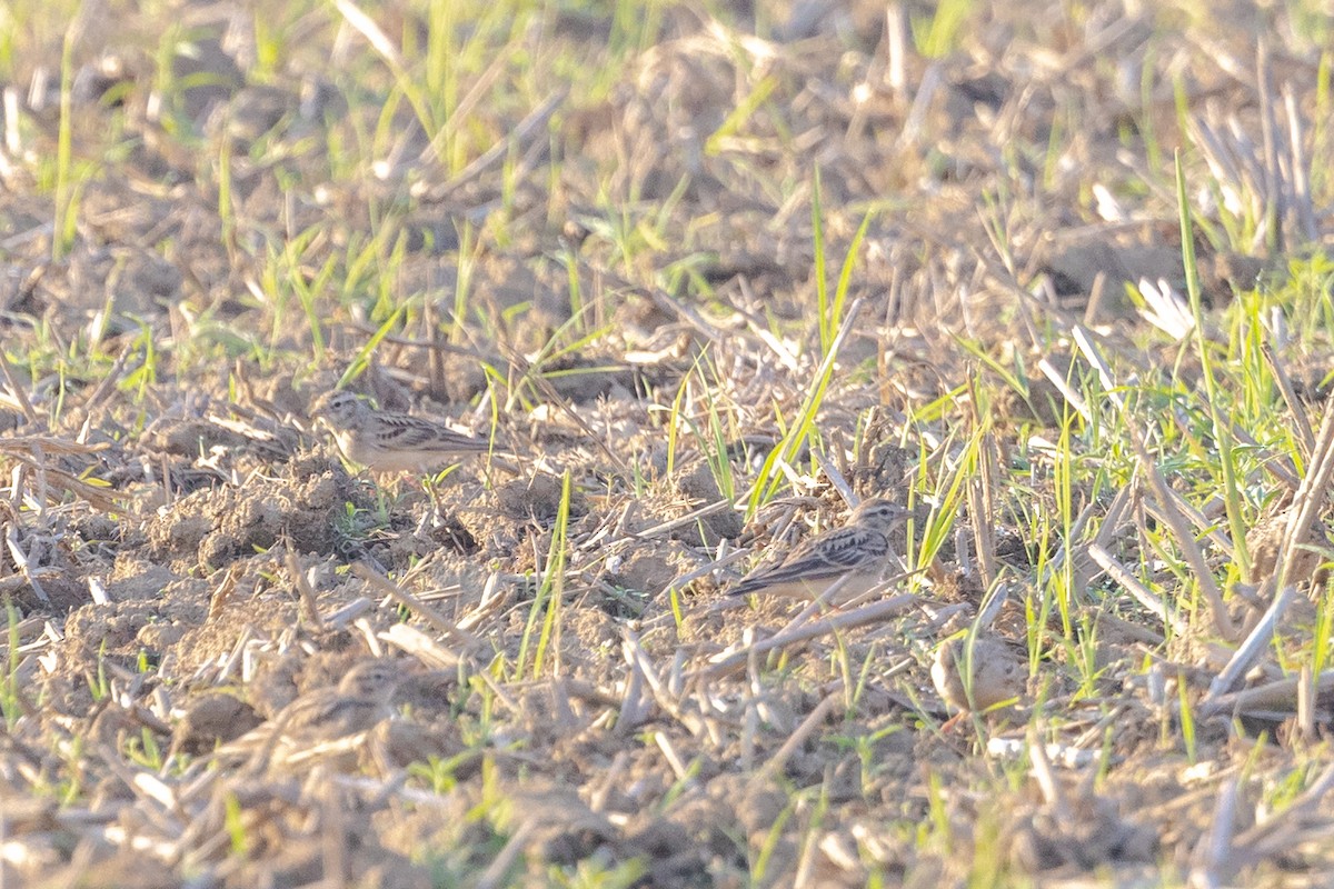 Mongolian Short-toed Lark - ML646730661