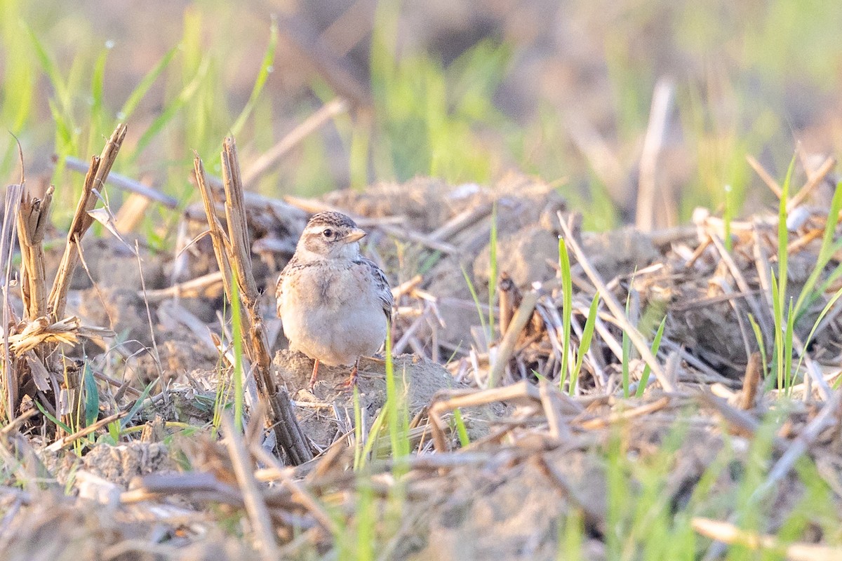 Mongolian Short-toed Lark - ML646730662