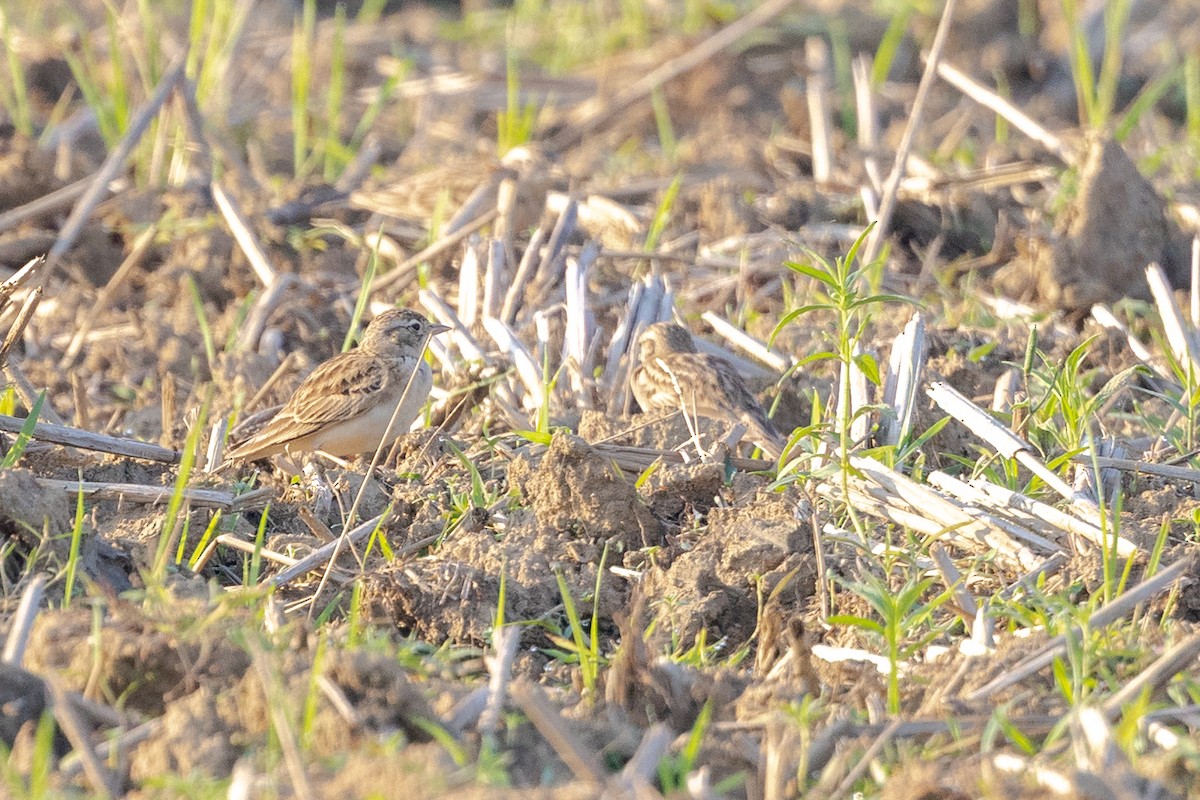 Mongolian Short-toed Lark - ML646730663