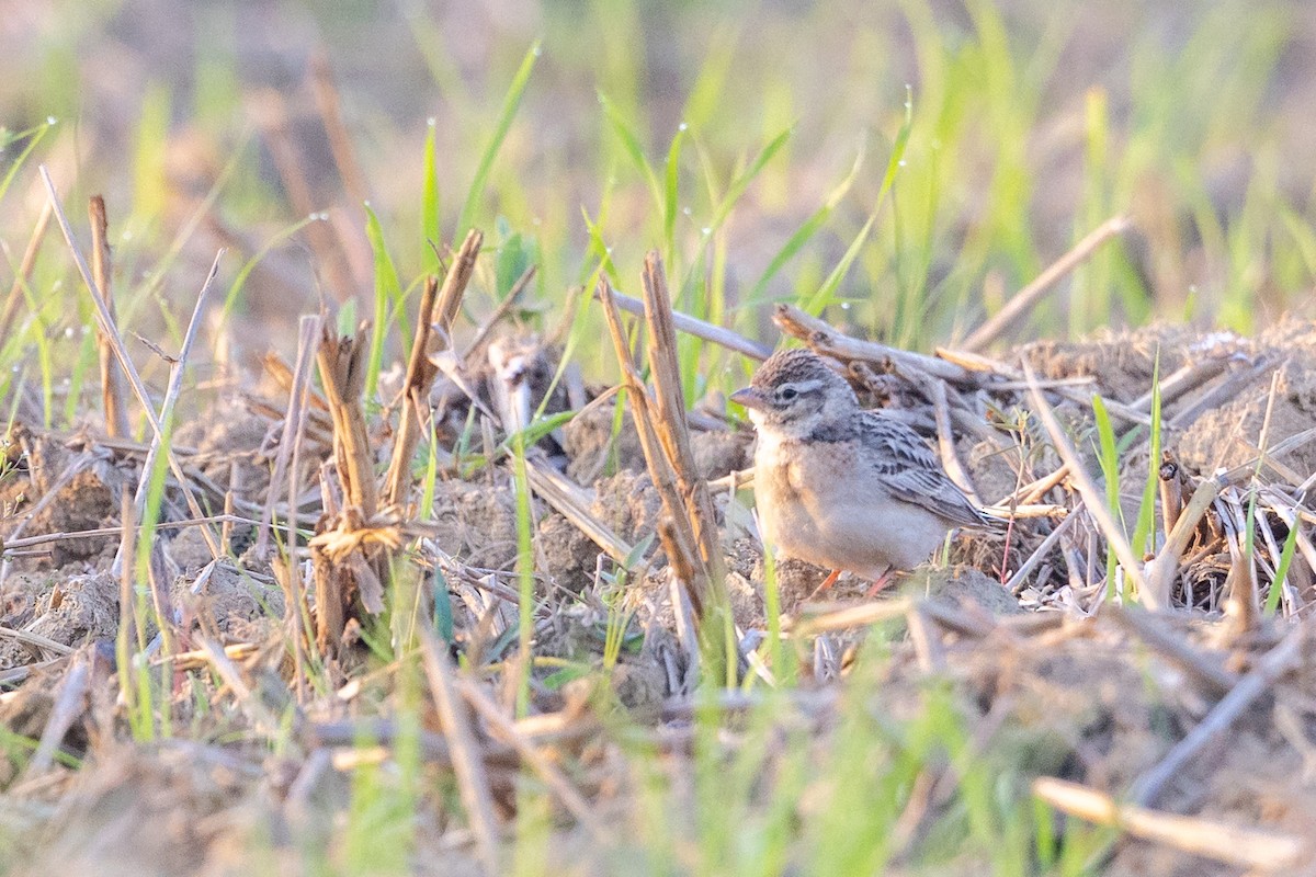 Mongolian Short-toed Lark - ML646730665