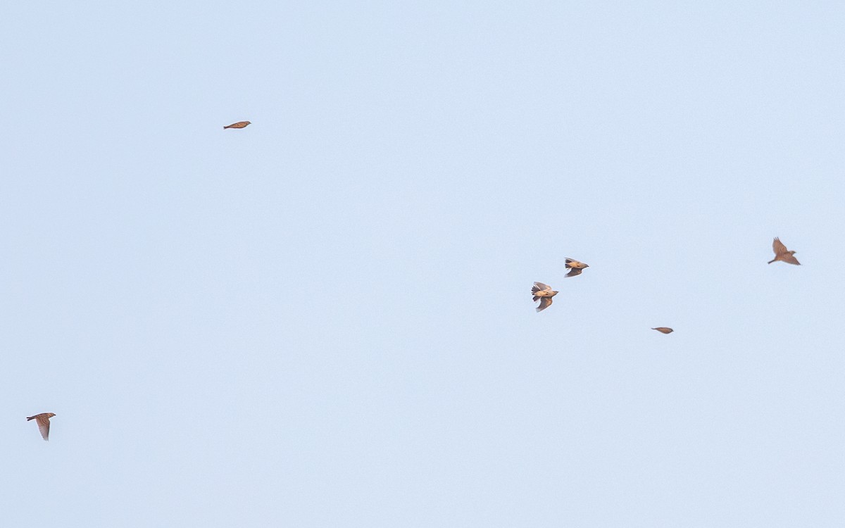 Mongolian Short-toed Lark - ML646730666