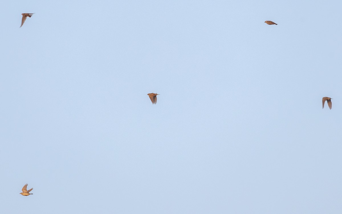 Mongolian Short-toed Lark - ML646730668