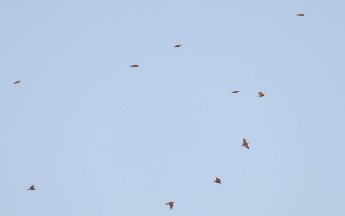 Mongolian Short-toed Lark - ML646730669