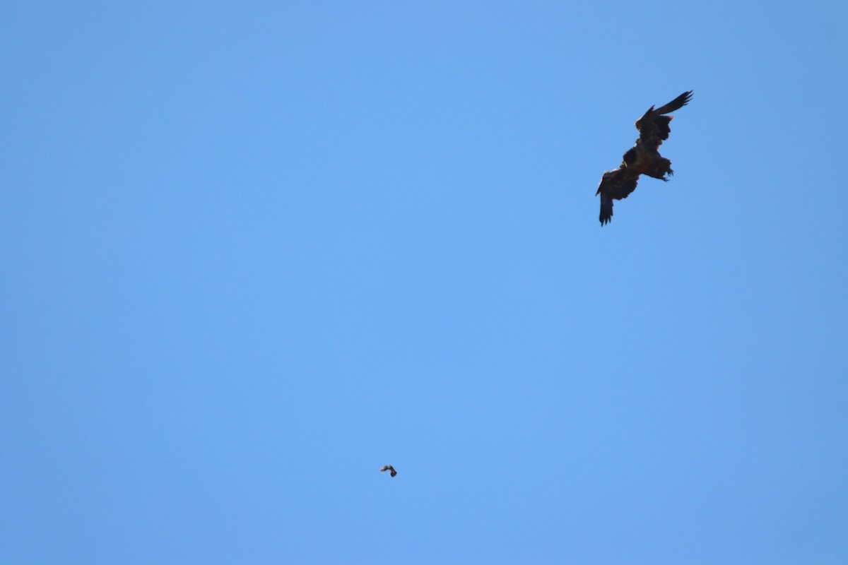 Bearded Vulture - ML646730670