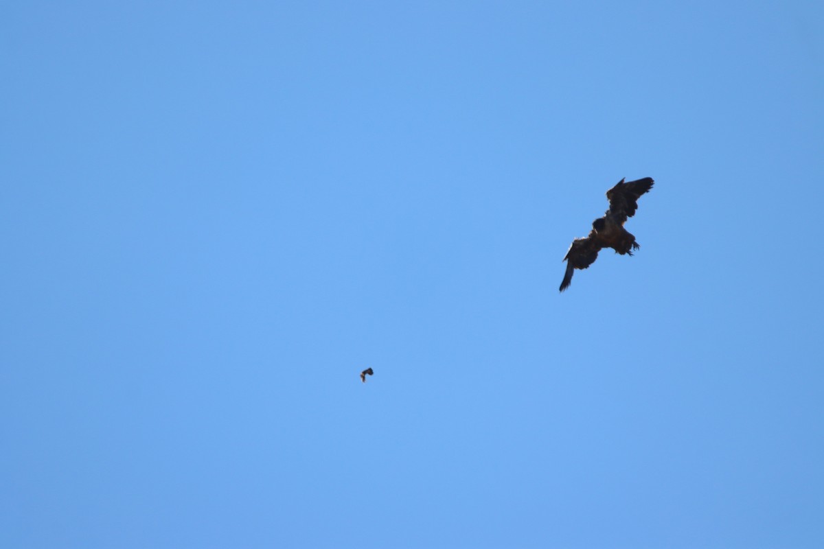 Bearded Vulture - ML646730671