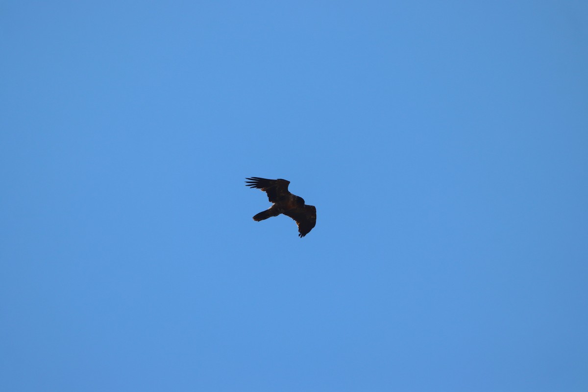 Bearded Vulture - ML646730673