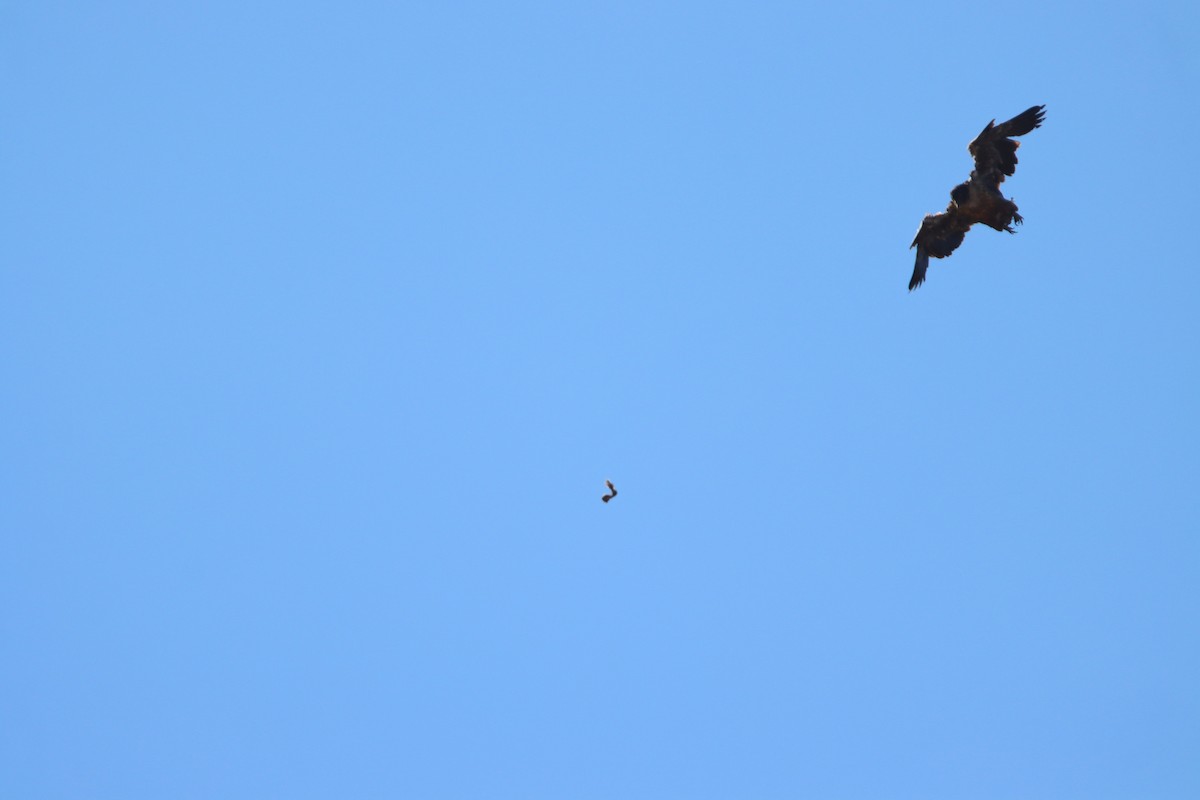 Bearded Vulture - ML646730674