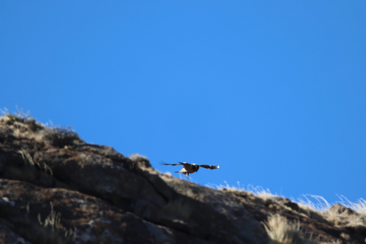 Bearded Vulture - ML646730677