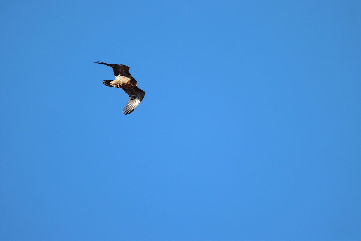 Bearded Vulture - ML646730678