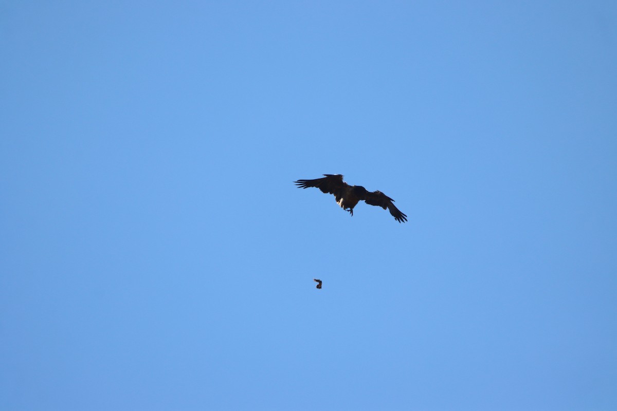 Bearded Vulture - ML646730681