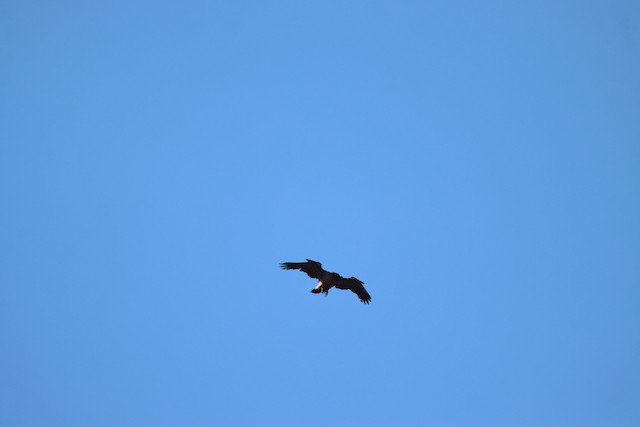 Raptors