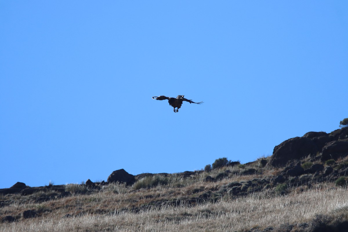 Bearded Vulture - ML646730683
