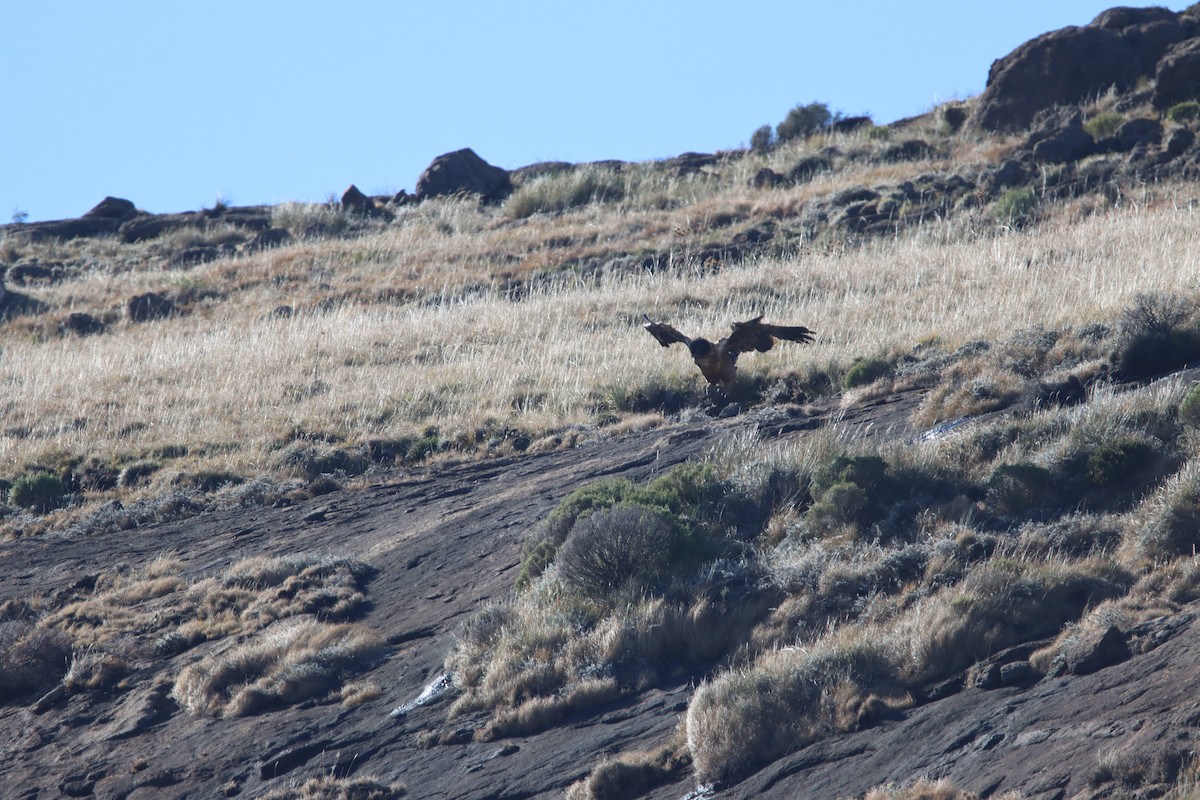 Bearded Vulture - ML646730684