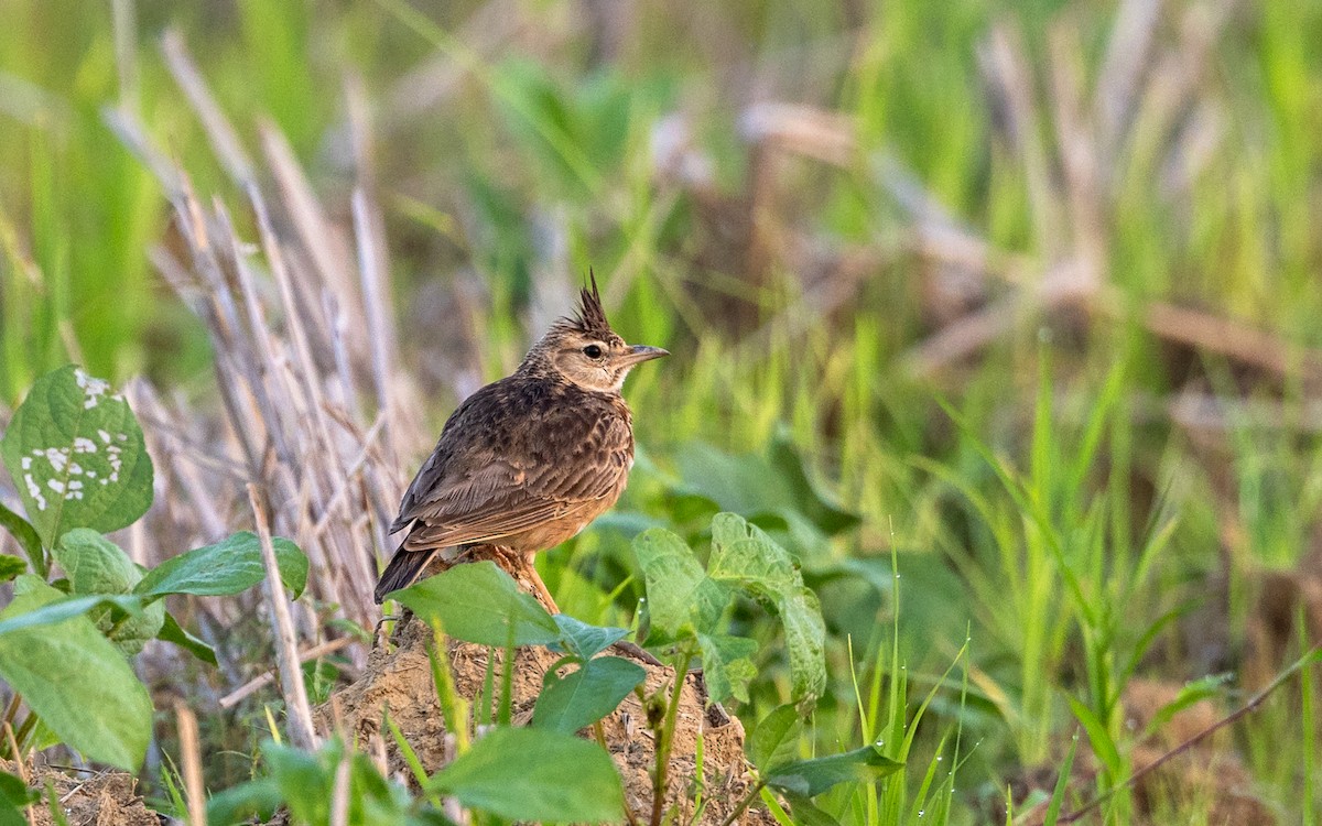 Malabar Lark - ML646730685