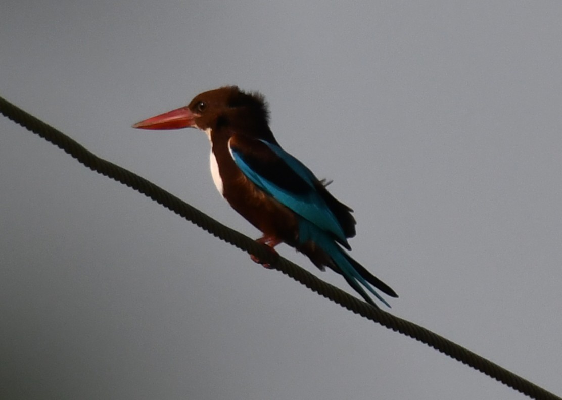 蒼翡翠 - ML646730686