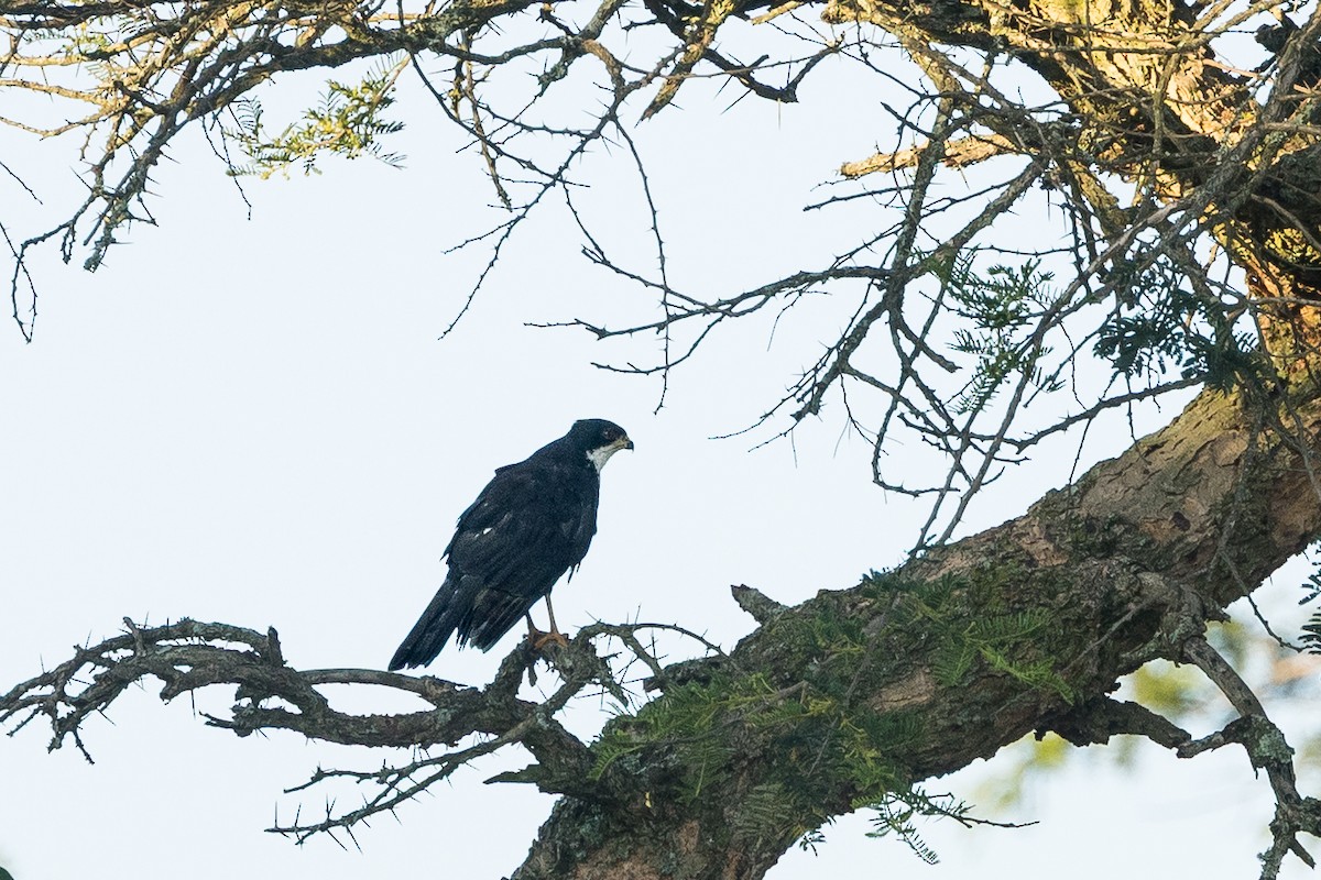 Black Goshawk - ML646730687