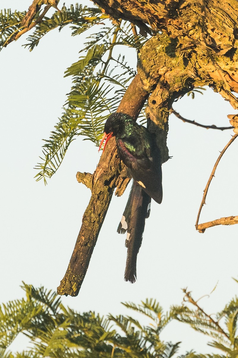 Green Woodhoopoe - ML646730690