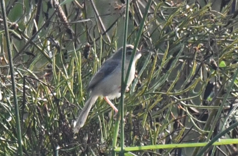 褐頭鷦鶯 - ML646730691