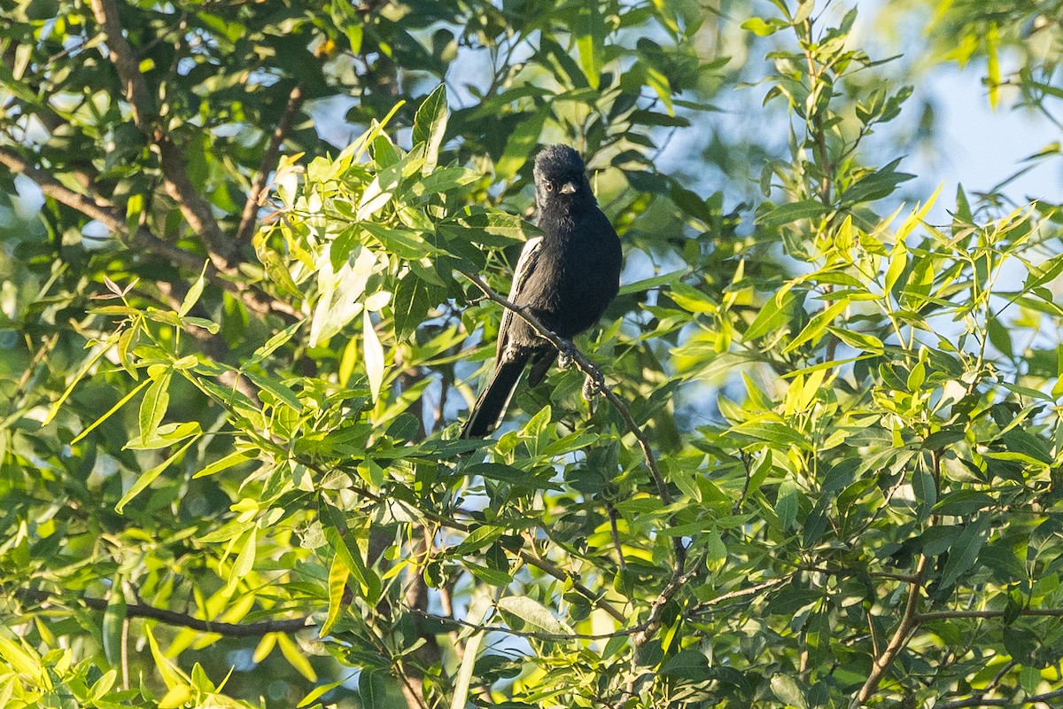 Southern Black-Tit - ML646730692