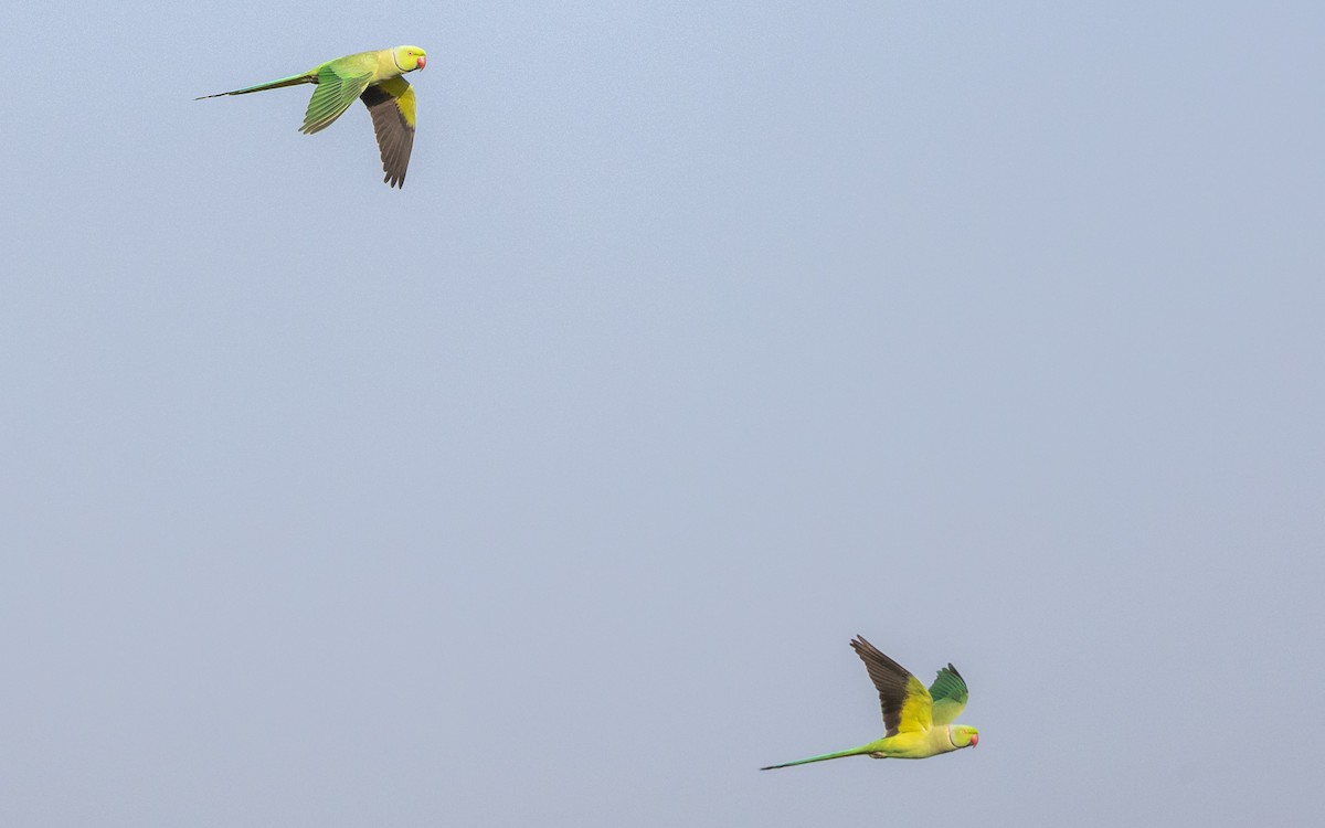 紅領綠鸚鵡 - ML646730693