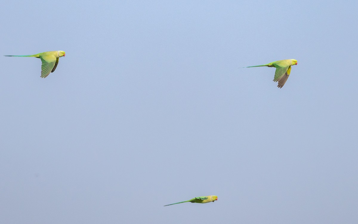 紅領綠鸚鵡 - ML646730694