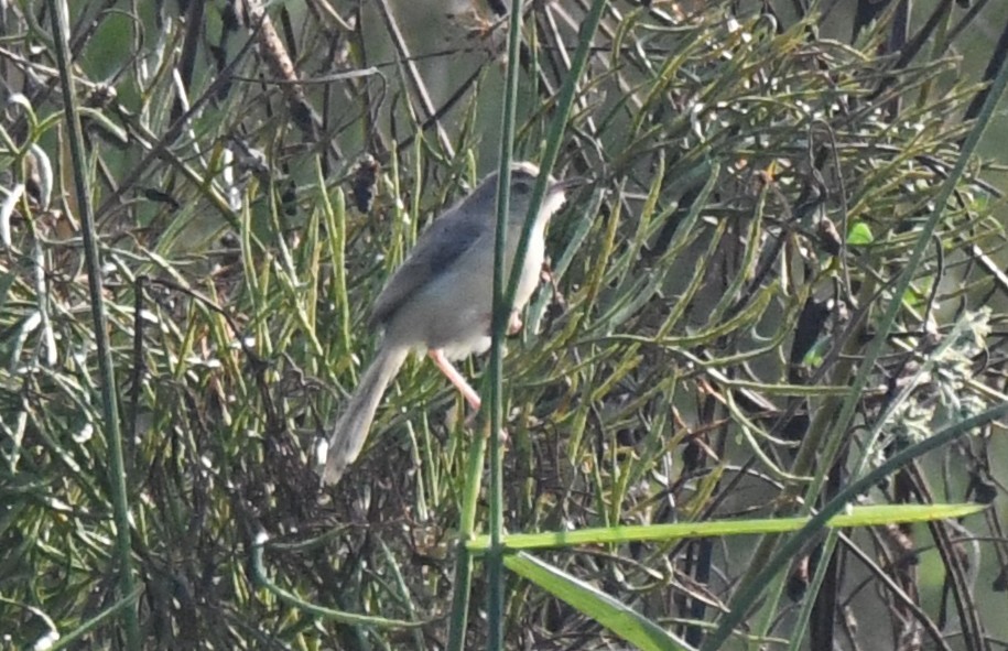 褐頭鷦鶯 - ML646730695