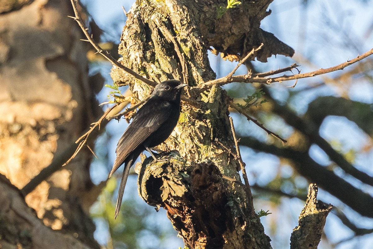 Southern Black-Flycatcher - ML646730696