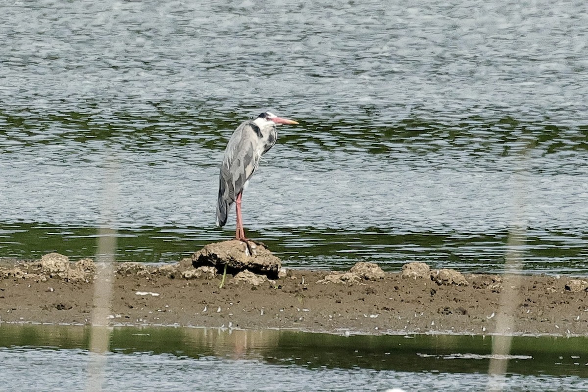 蒼鷺 - ML646730697