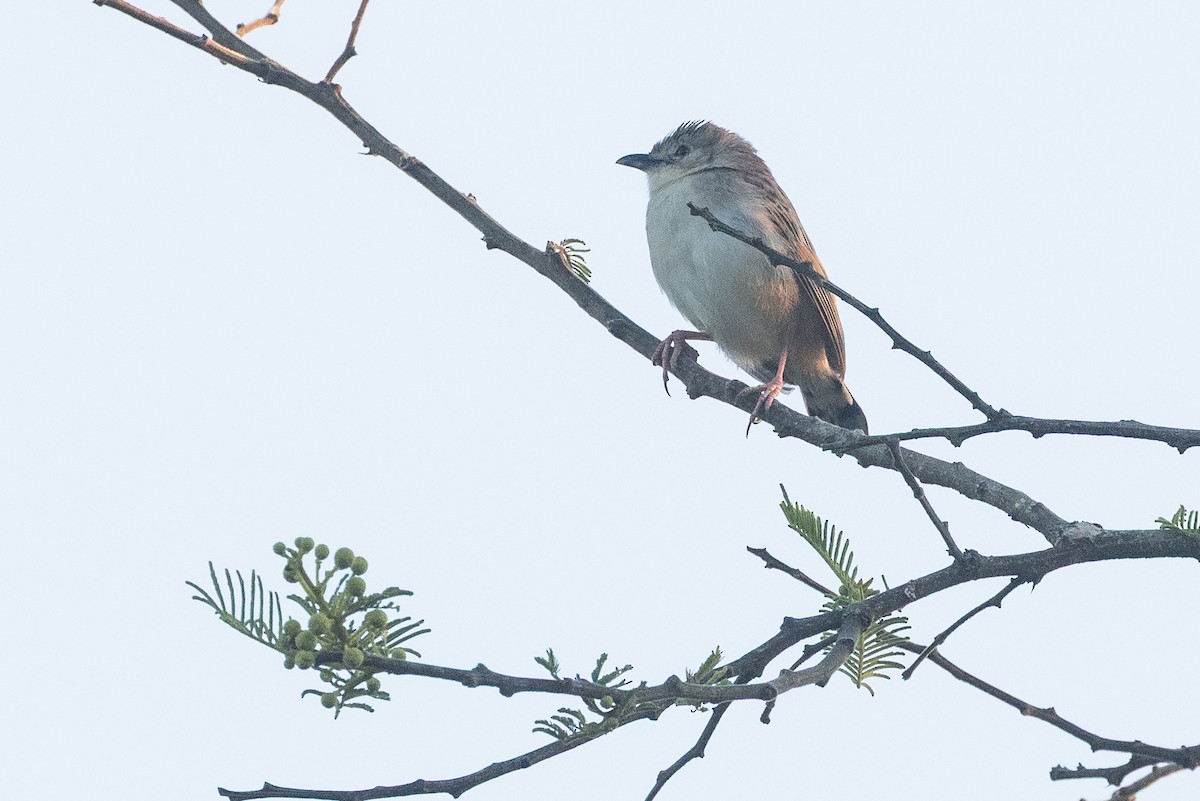 Croaking Cisticola - ML646730698
