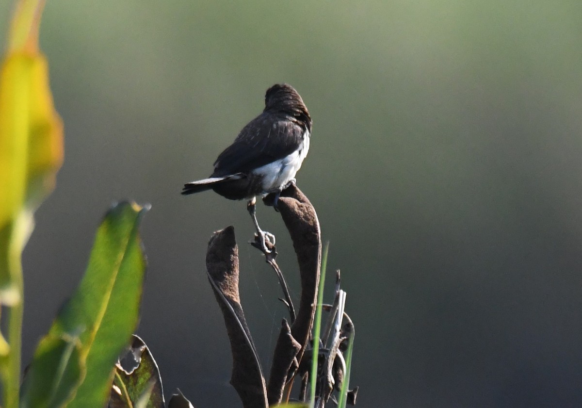 白腰文鳥 - ML646730699