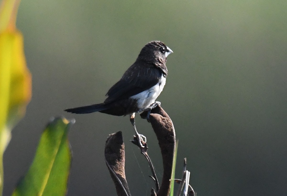 白腰文鳥 - ML646730701