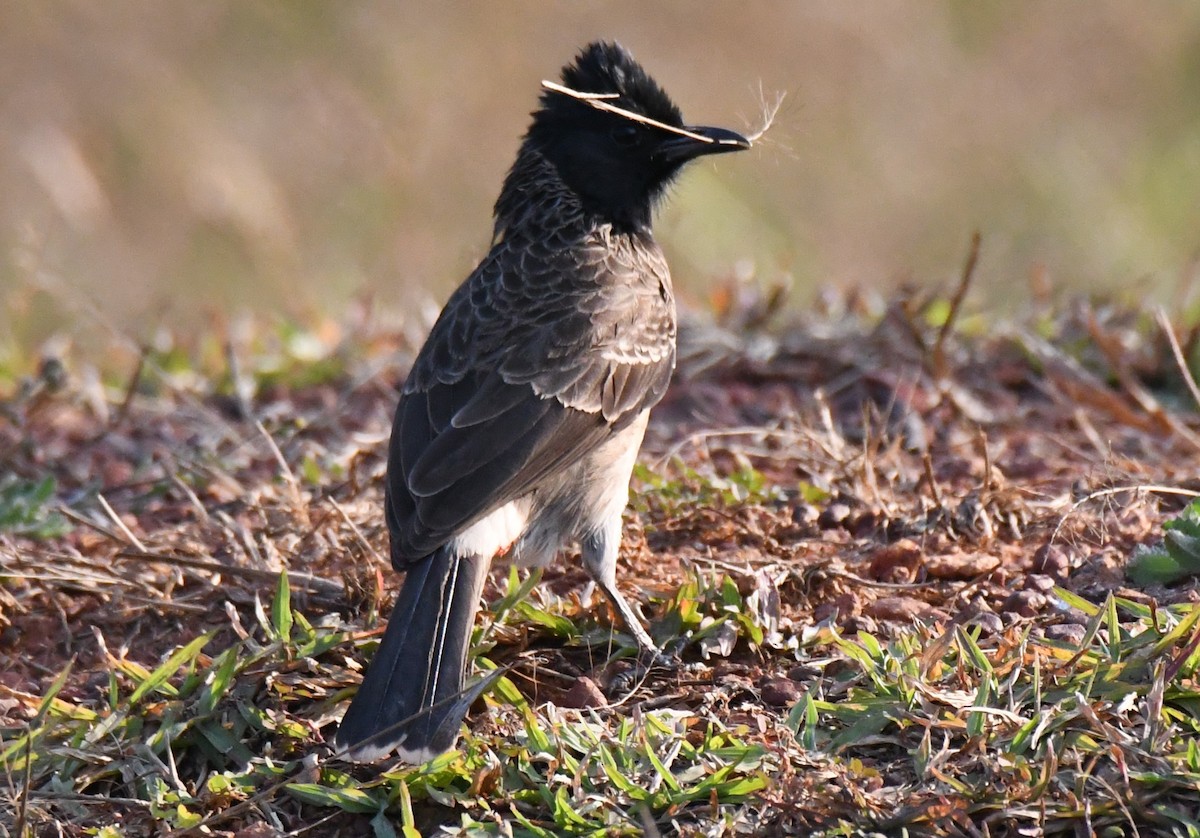 Red-vented Bulbul - ML646730702