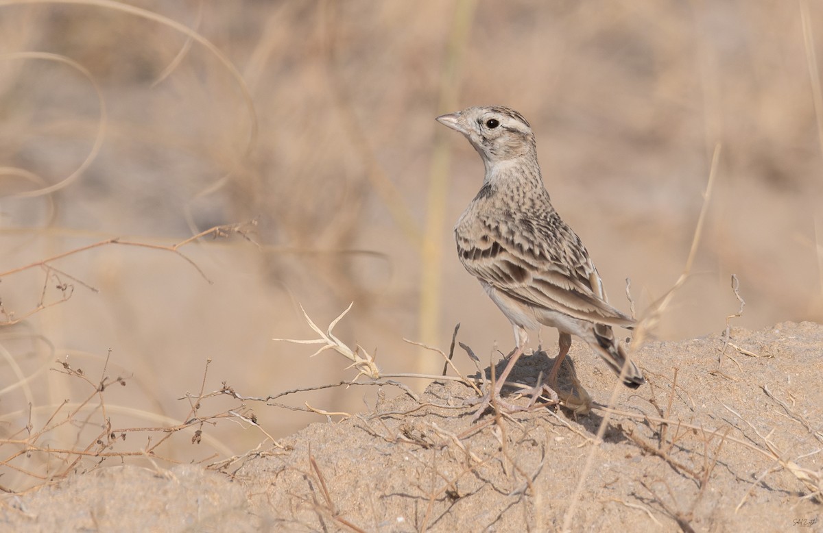 Txoriandre arrunta - ML646730703