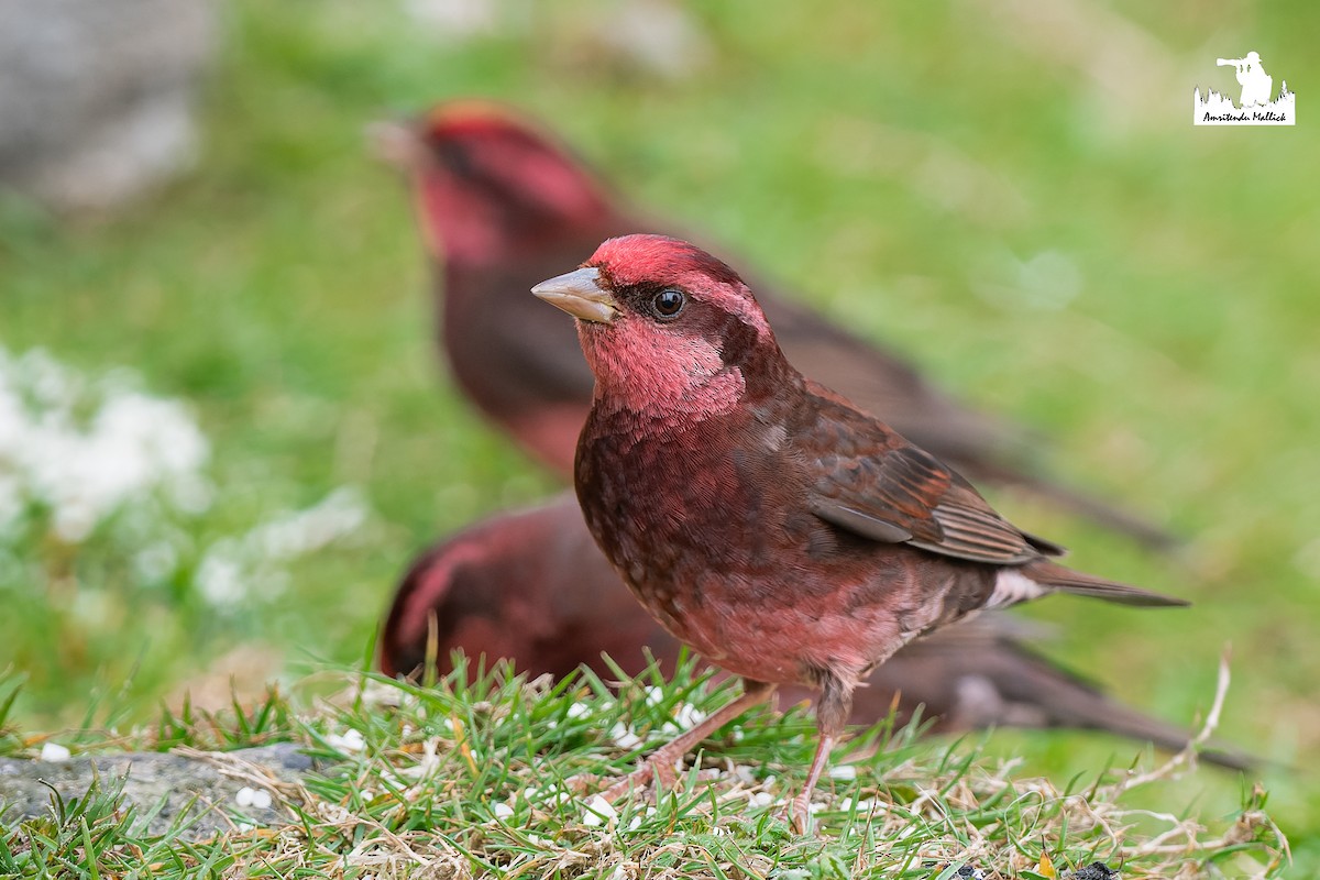 Dark-breasted Rosefinch - ML646730710
