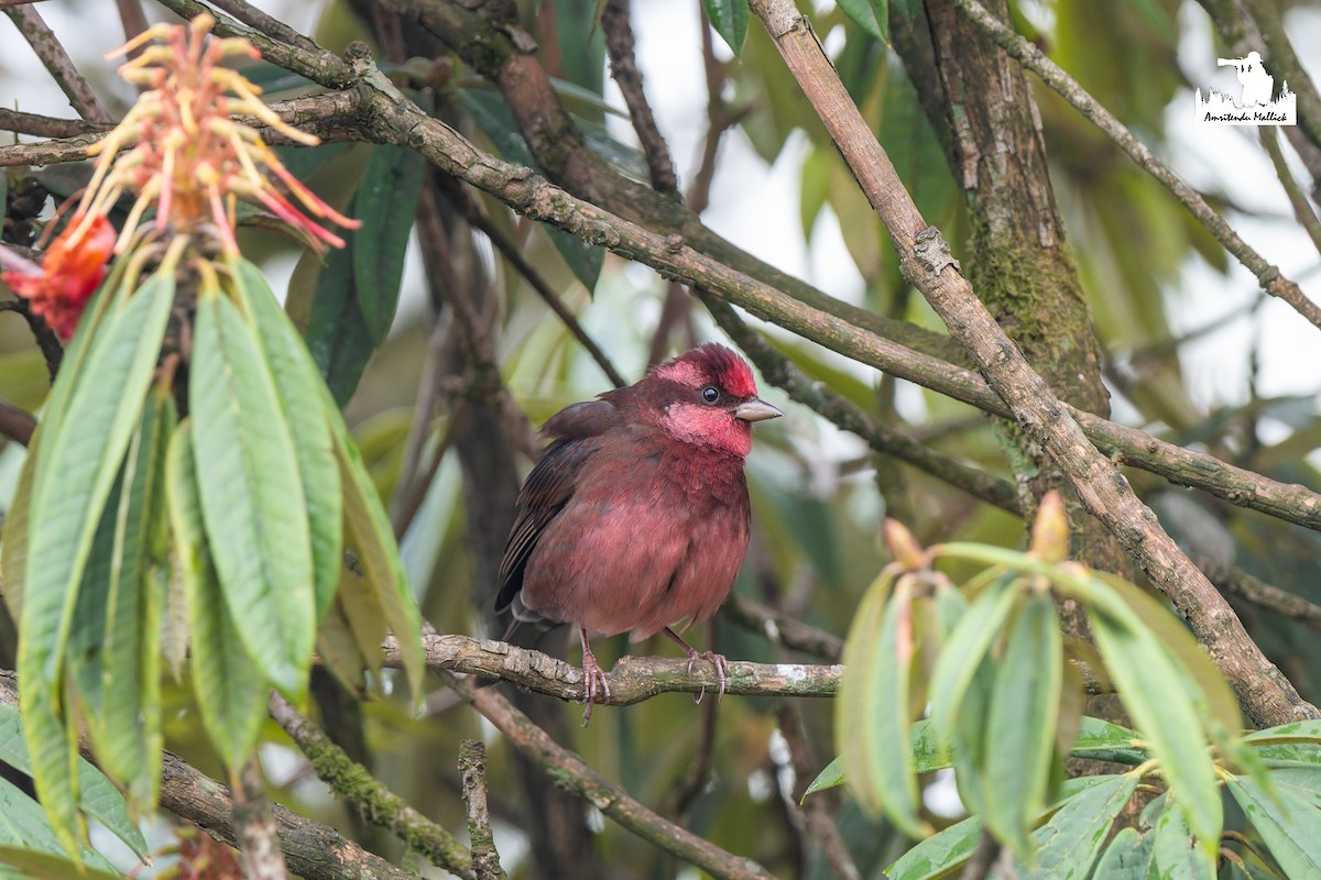 Dark-breasted Rosefinch - ML646730711