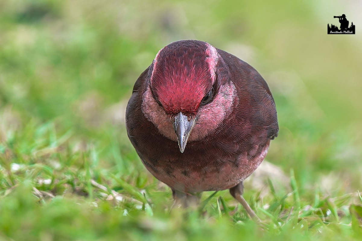 Dark-breasted Rosefinch - ML646730712