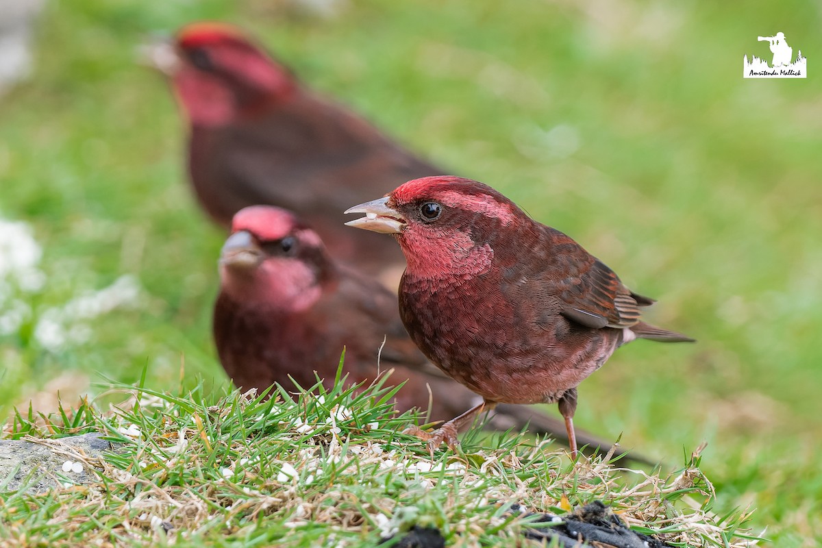 Dark-breasted Rosefinch - ML646730713
