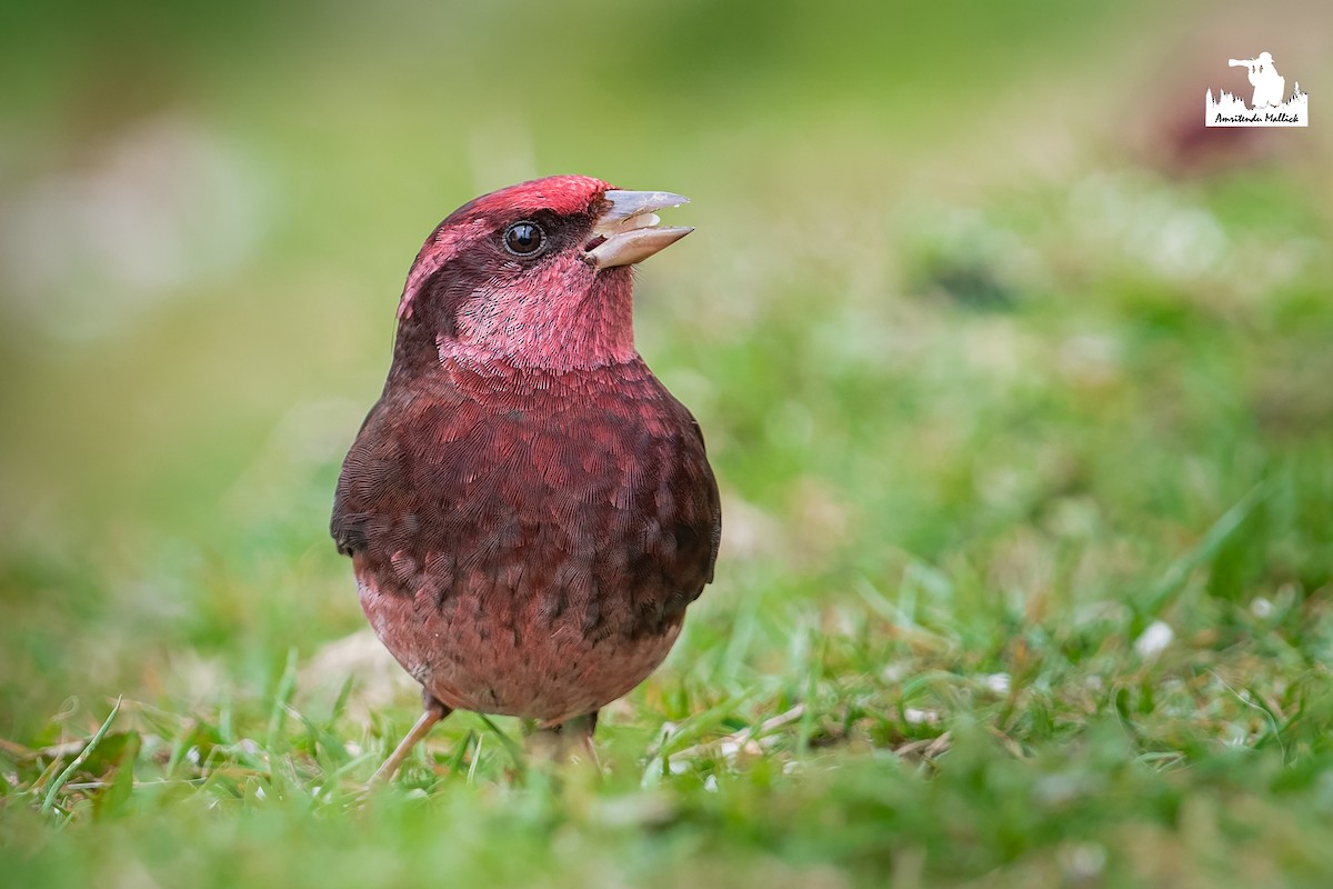 Dark-breasted Rosefinch - ML646730714