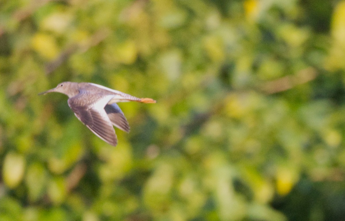 Травник - ML646730717