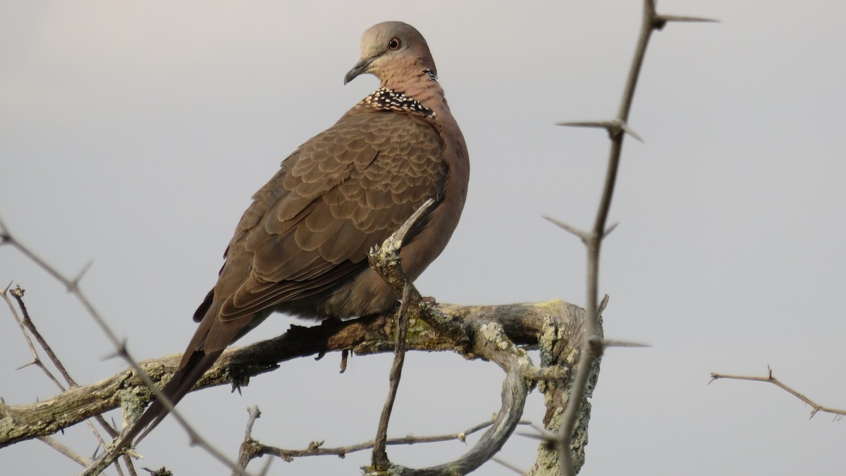 Горлиця китайська - ML646730718