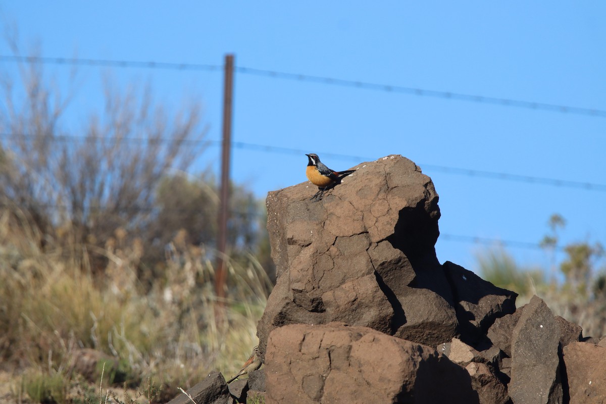 Drakensberg Rockjumper - ML646730722