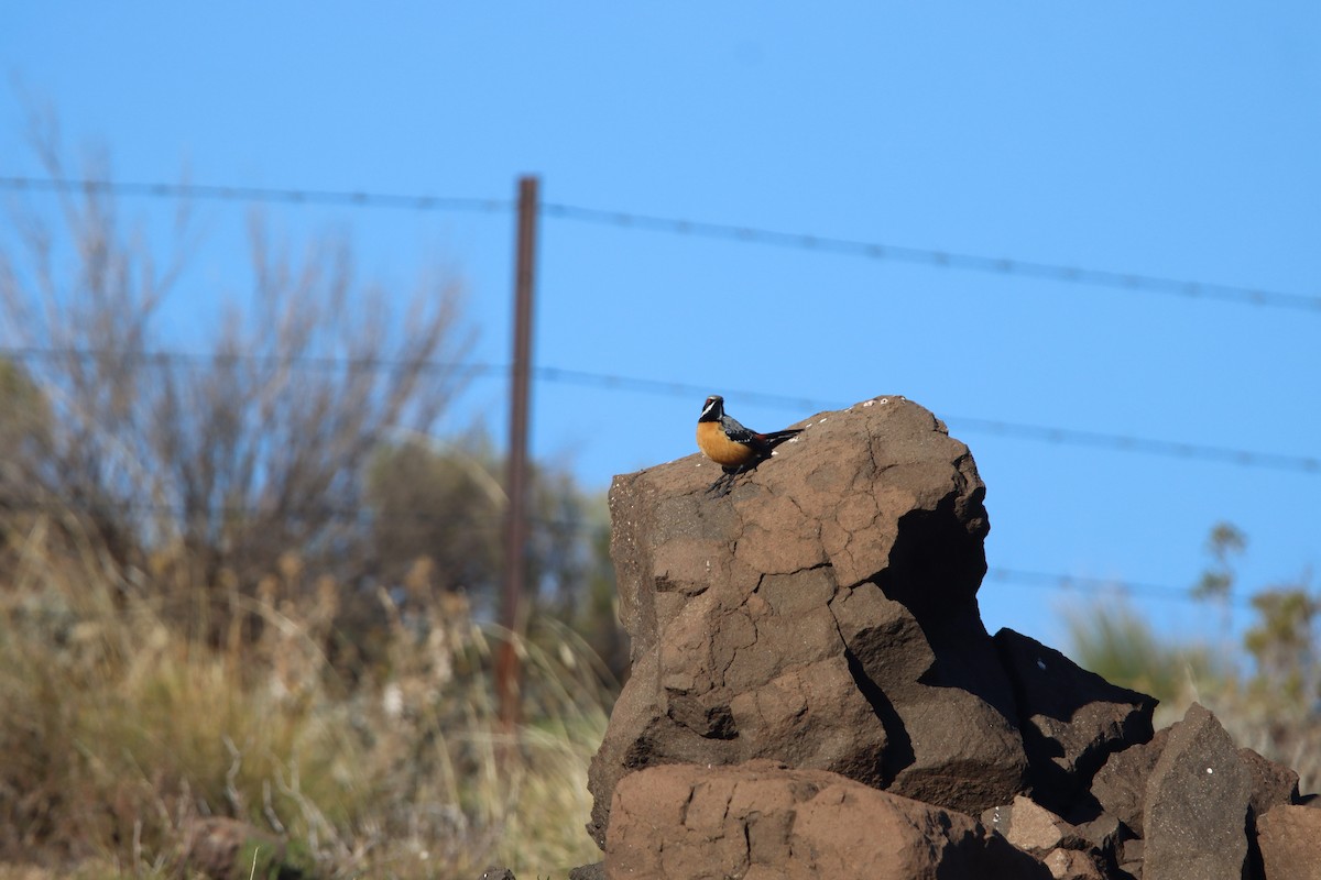 Drakensberg Rockjumper - ML646730723