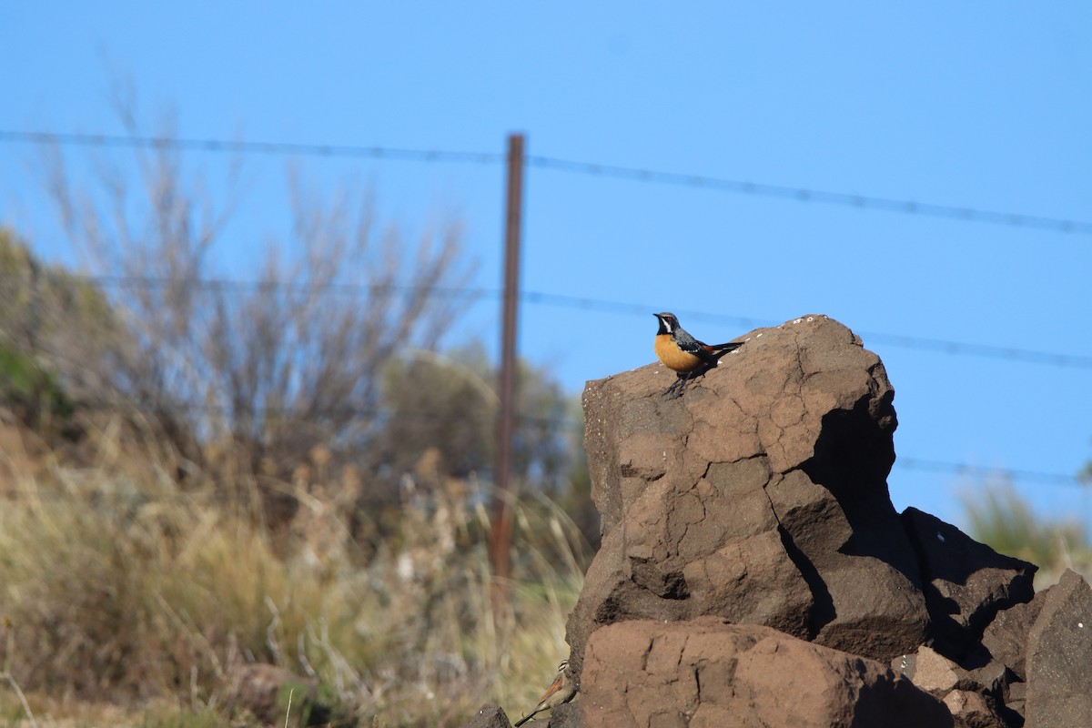 Drakensberg Rockjumper - ML646730724