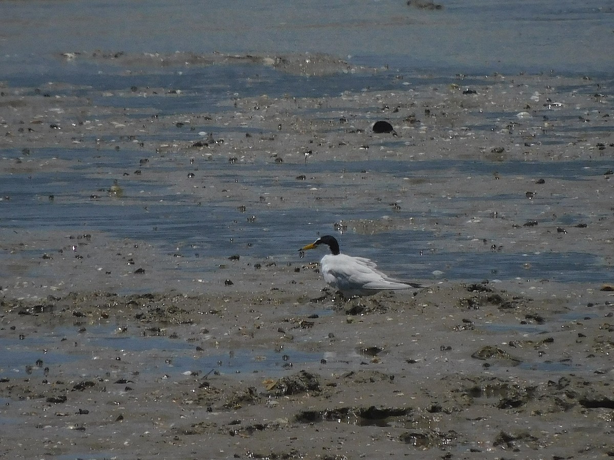 Zwergseeschwalbe - ML646730727