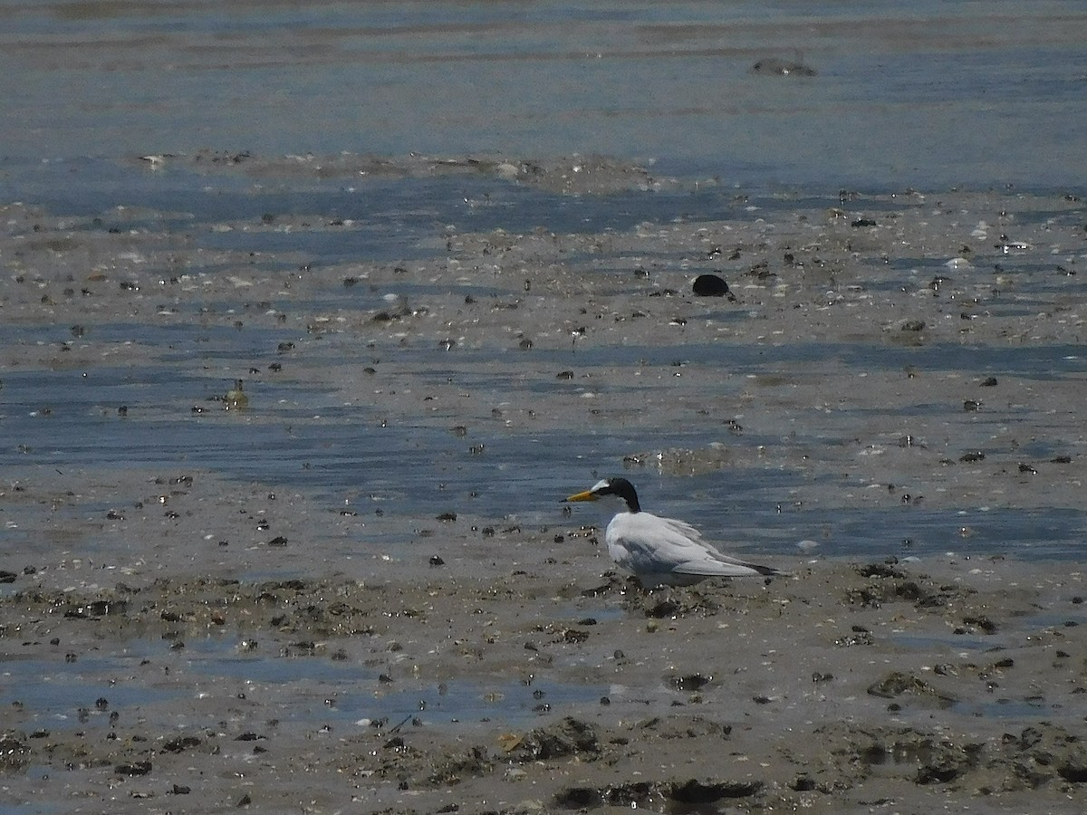 Zwergseeschwalbe - ML646730728