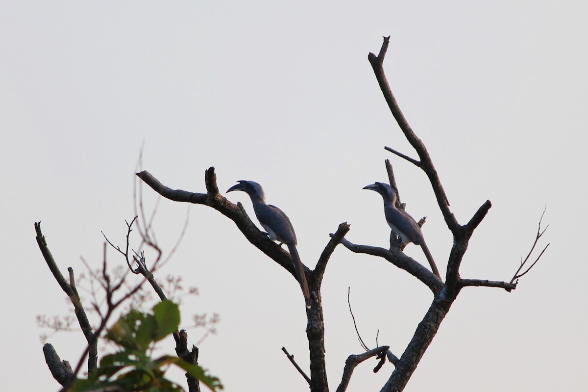 Indian Gray Hornbill - ML646730732