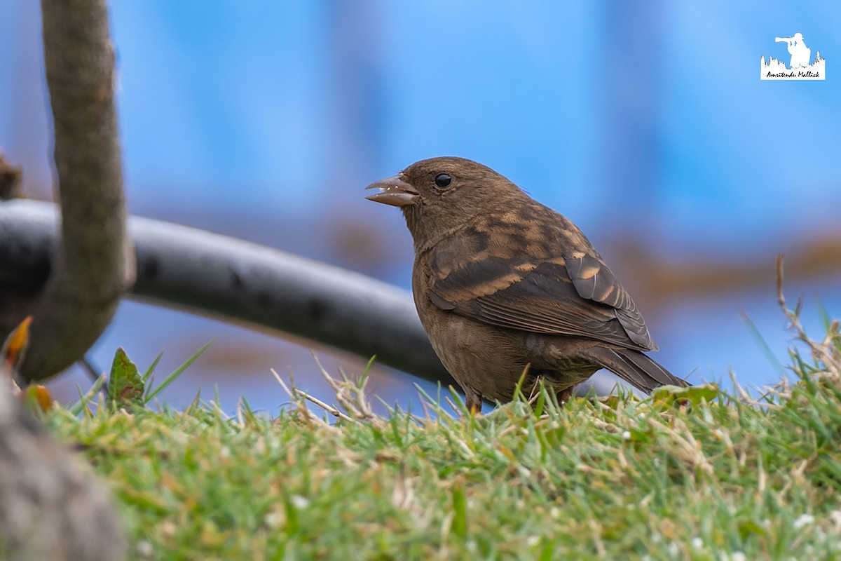 Dark-breasted Rosefinch - ML646730733