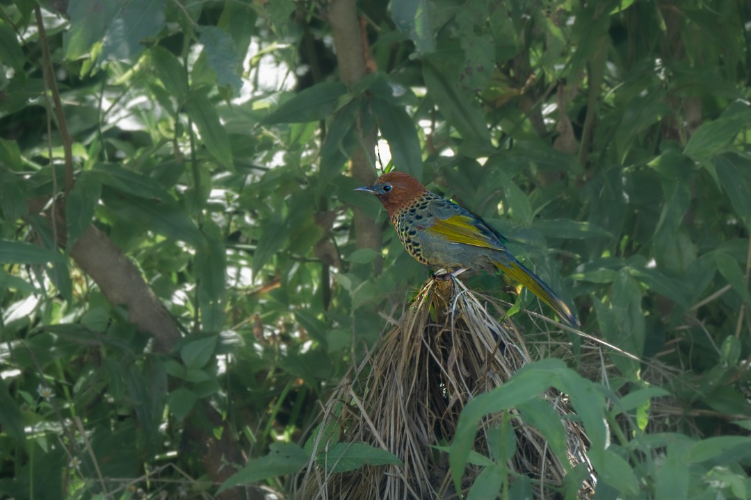 Assam Gevezeardıcı - ML646730737