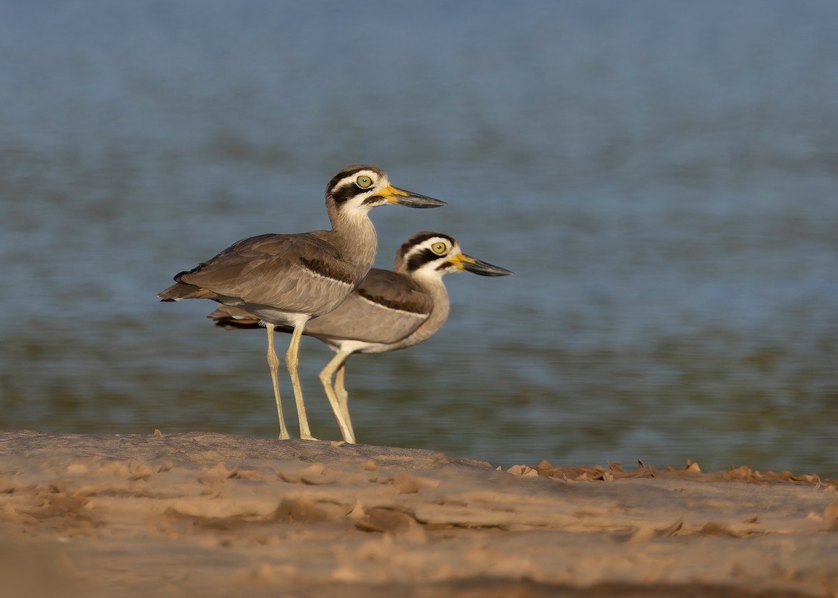 Great Thick-knee - ML646730740