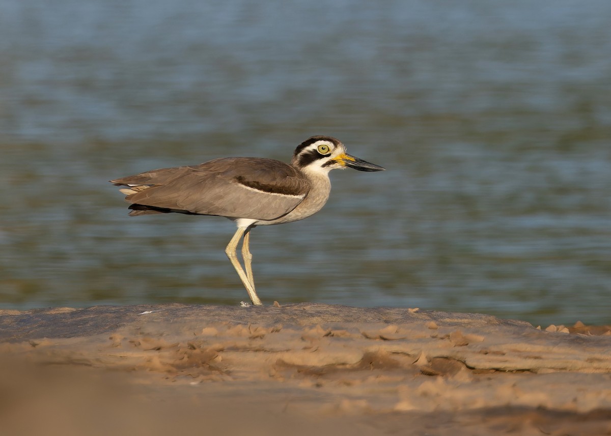 Great Thick-knee - ML646730741